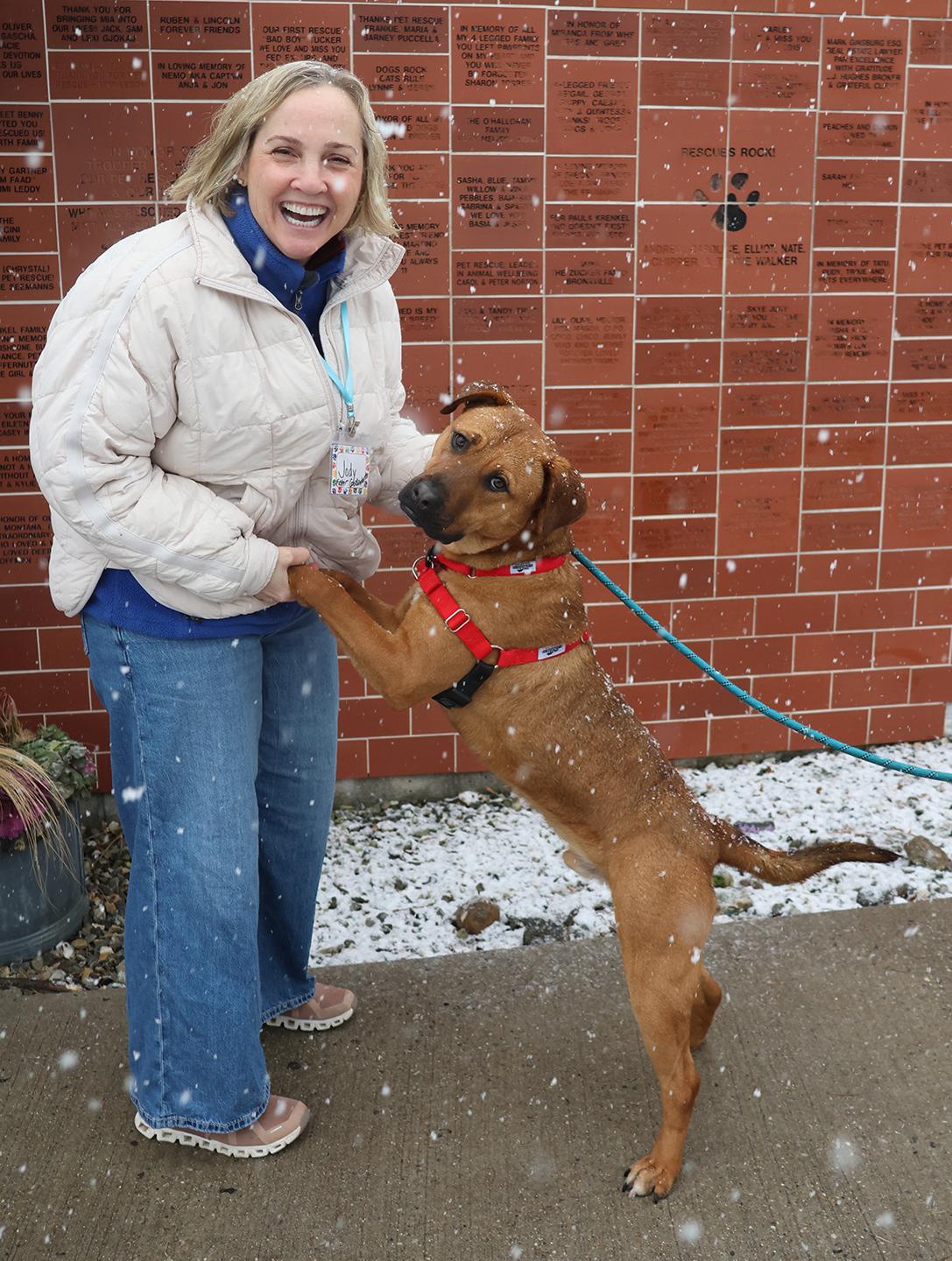 Enlarge Bear Lee, a ADOPTABLE mixed breed in Harrison, NY image 5/6