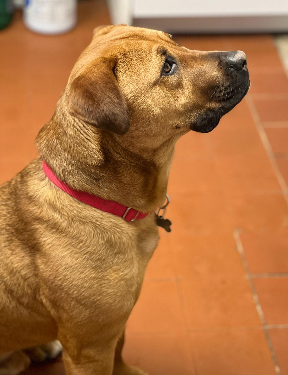 Enlarge Bear Lee, a ADOPTABLE mixed breed in Harrison, NY image 3/6