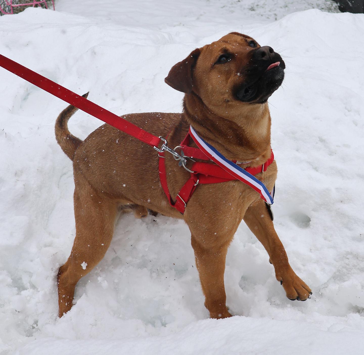 Bear Lee, ADOPTABLE, Young Male Labrador Retriever & Boxer.