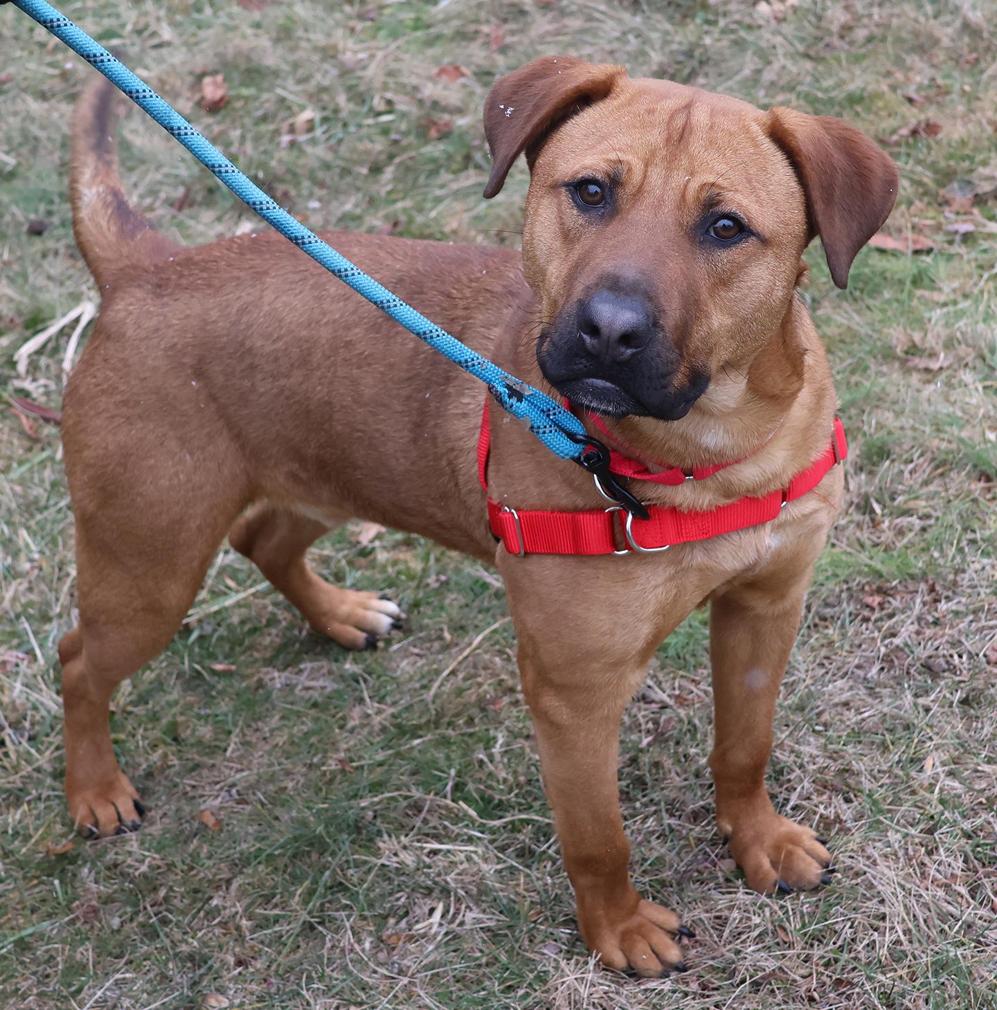 Enlarge Bear Lee, a ADOPTABLE mixed breed in Harrison, NY image 6/6