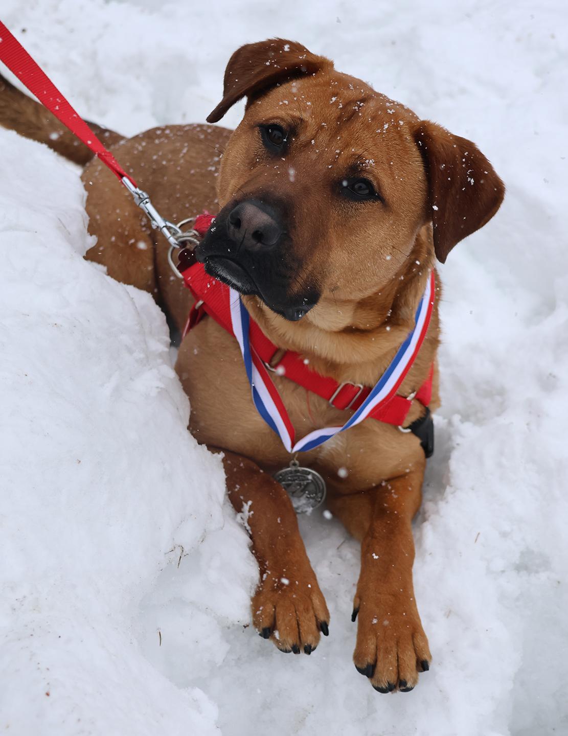 Enlarge Bear Lee, a ADOPTABLE mixed breed in Harrison, NY image 4/6