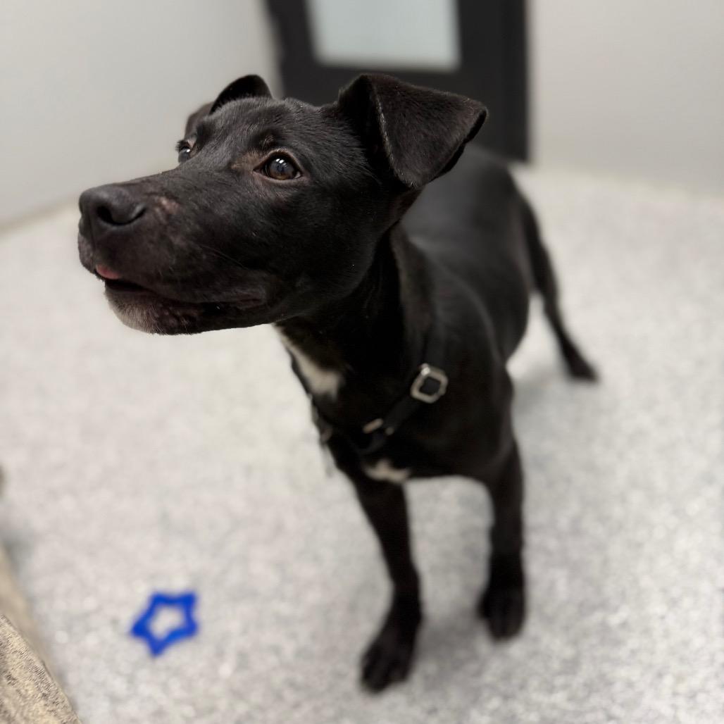 Enlarge Cajun, a ADOPTABLE mixed breed in Monticello, IA image 1/6