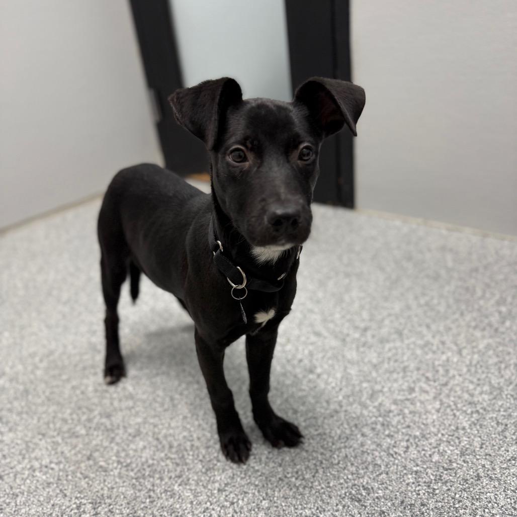 Enlarge Cajun, a ADOPTABLE mixed breed in Monticello, IA image 2/6