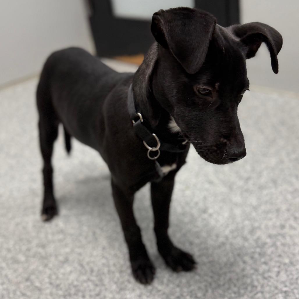 Enlarge Cajun, a ADOPTABLE mixed breed in Monticello, IA image 3/6