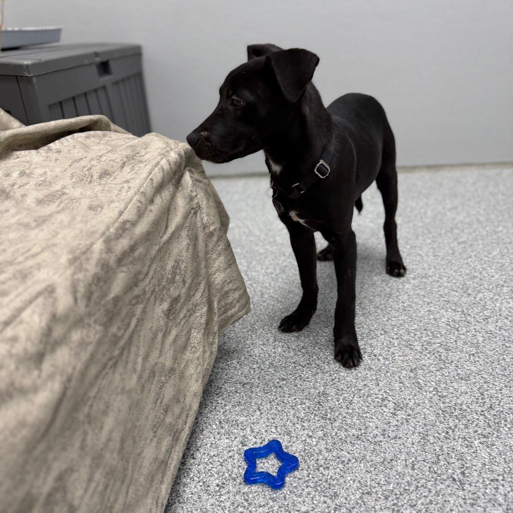 Enlarge Cajun, a ADOPTABLE mixed breed in Monticello, IA image 4/6