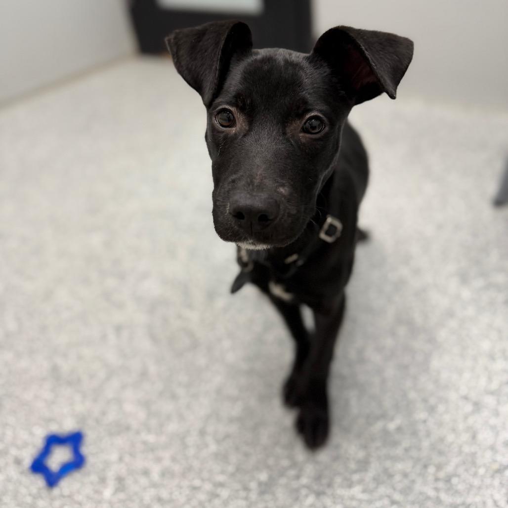 Enlarge Cajun, a ADOPTABLE mixed breed in Monticello, IA image 5/6