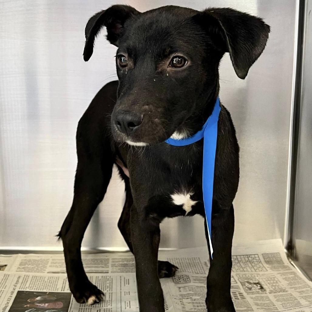 Enlarge Cajun, a ADOPTABLE mixed breed in Monticello, IA image 6/6