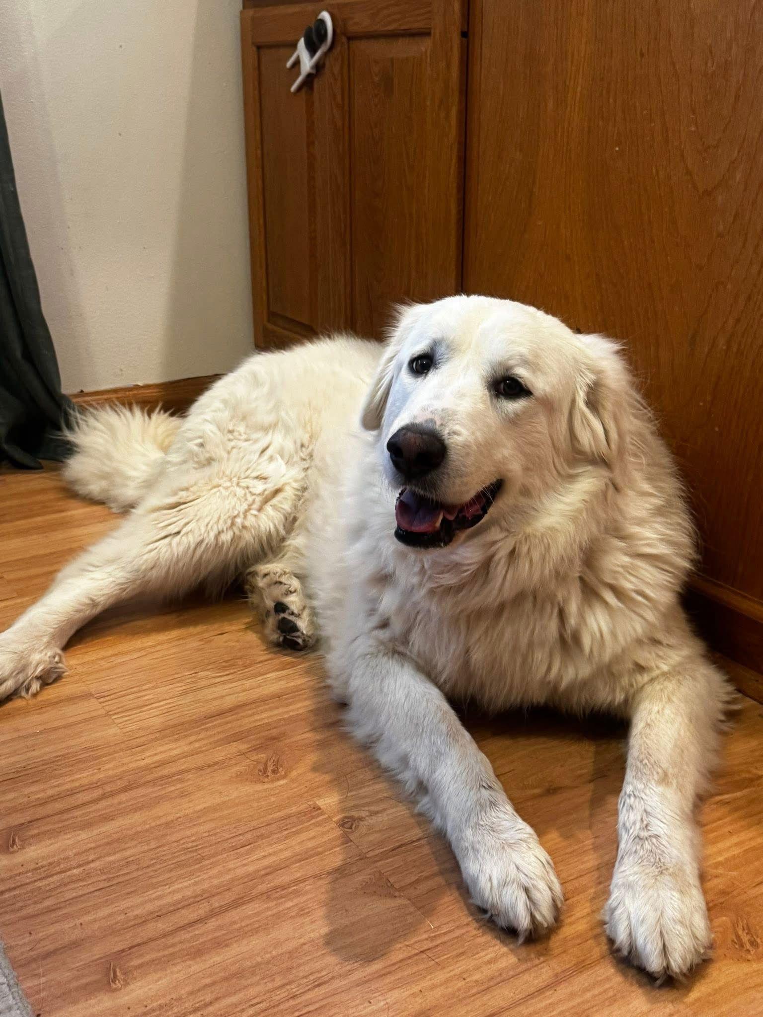 Deliliah - ADOPTION IN PROCESS, Adoptable, Adult Female Great Pyrenees.