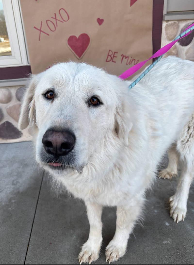 Deliliah - ADOPTION IN PROCESS, a Adoptable Great Pyrenees in Grafton, WI image 2/3
