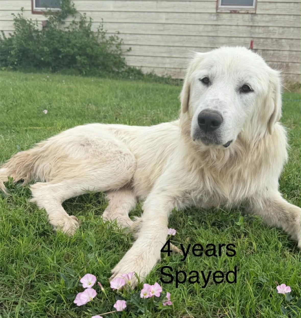 Deliliah P, Adoptable, Adult Female Great Pyrenees.