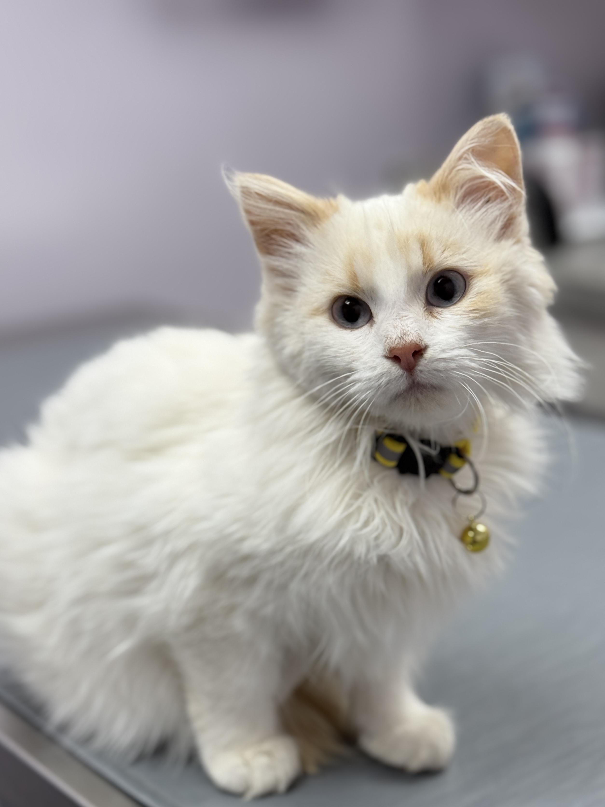 Enlarge Buttercup, an adopted mixed breed in GALESVILLE, WI image 1/1