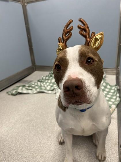 Odin — thumbnail 2