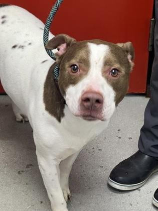 Odin — thumbnail 3