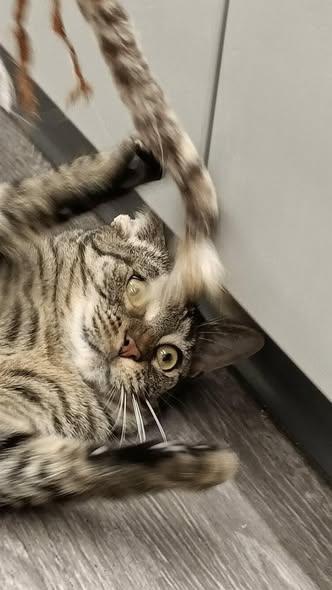 Enlarge Chrissy, a ADOPTABLE Domestic Short Hair in Reading, PA image 1/4