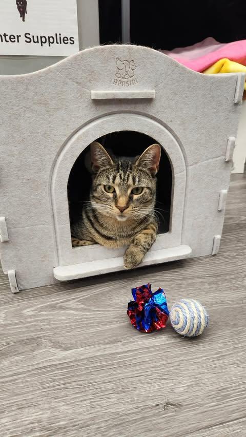 Enlarge Chrissy, a ADOPTABLE Domestic Short Hair in Reading, PA image 4/4