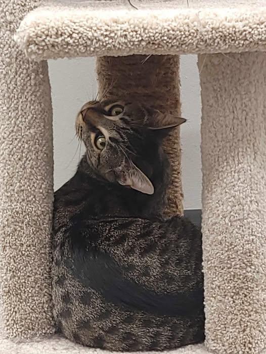 Enlarge Chrissy, a ADOPTABLE Domestic Short Hair in Reading, PA image 2/4