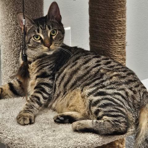 Enlarge Chrissy, a ADOPTABLE Domestic Short Hair in Reading, PA image 3/4