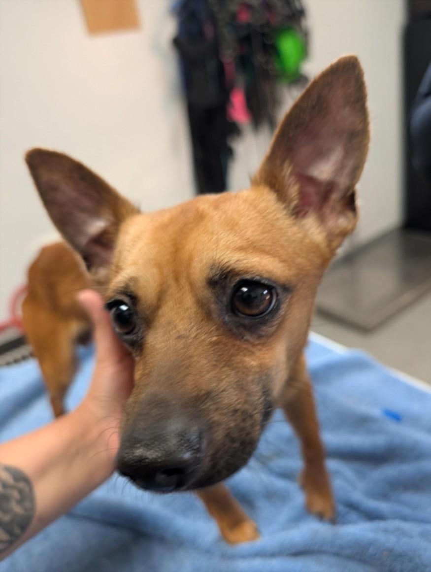 A210360, Adoptable, Young Male Chihuahua.