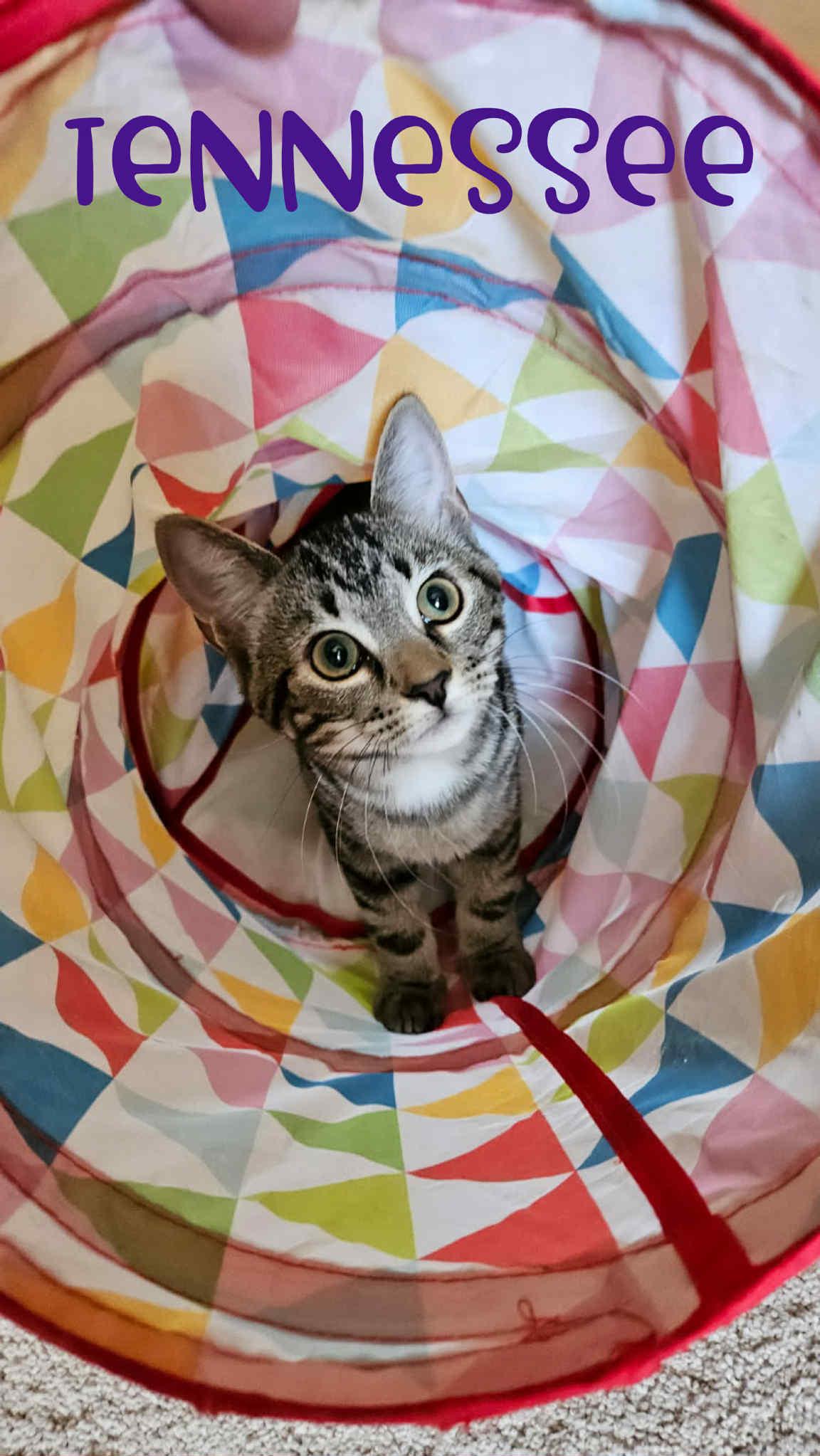 Enlarge Tennessee, a Adoptable Domestic Short Hair in West Pittston, PA image 1/1