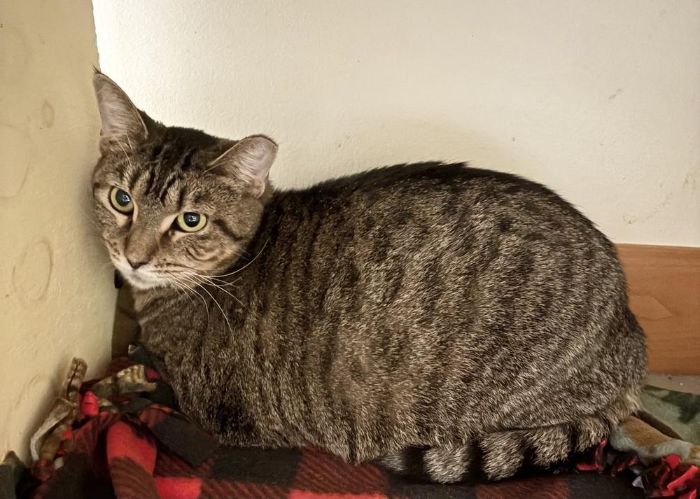 Enlarge Evie ~ Available at PetSmart Warsaw, IN!, a Adoptable Domestic Short Hair in Rochester, IN image 1/1