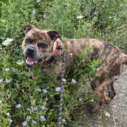 Charlie, Adoptable, Adult Male Catahoula Leopard Dog.