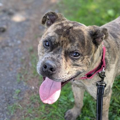 Enlarge Charlie, a Adoptable mixed breed in Syracuse, NY image 2/2