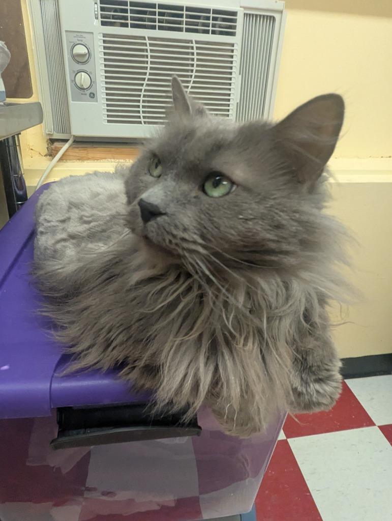 OAKLEY, Adopted, Senior Male Domestic Long Hair.