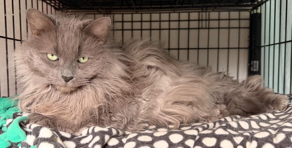 Enlarge OAKLEY, a Adopted mixed breed in Muskegon, MI image 2/3