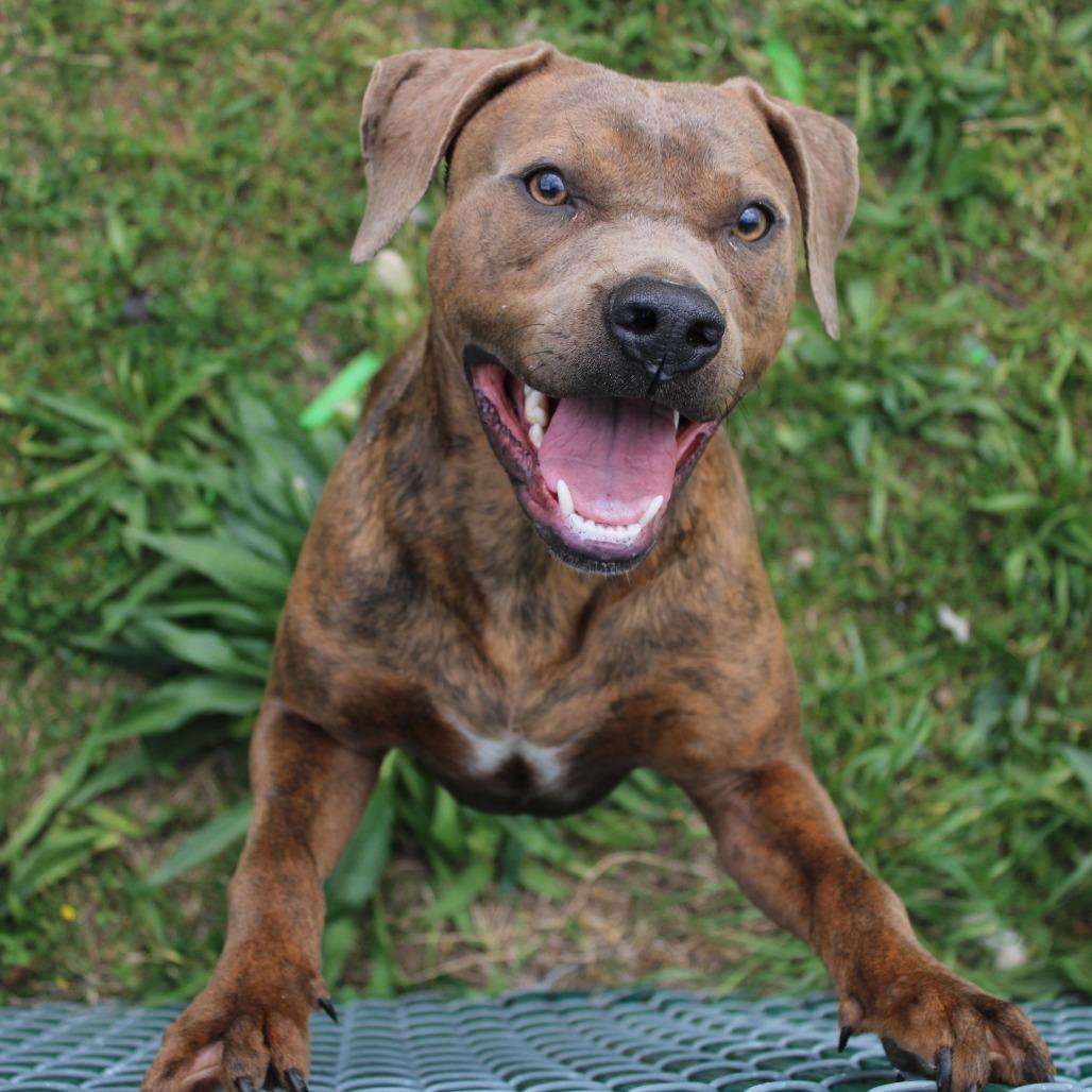 Enlarge Bubba Gump, a Adoptable Pit Bull Terrier in Cleveland, MS image 2/6
