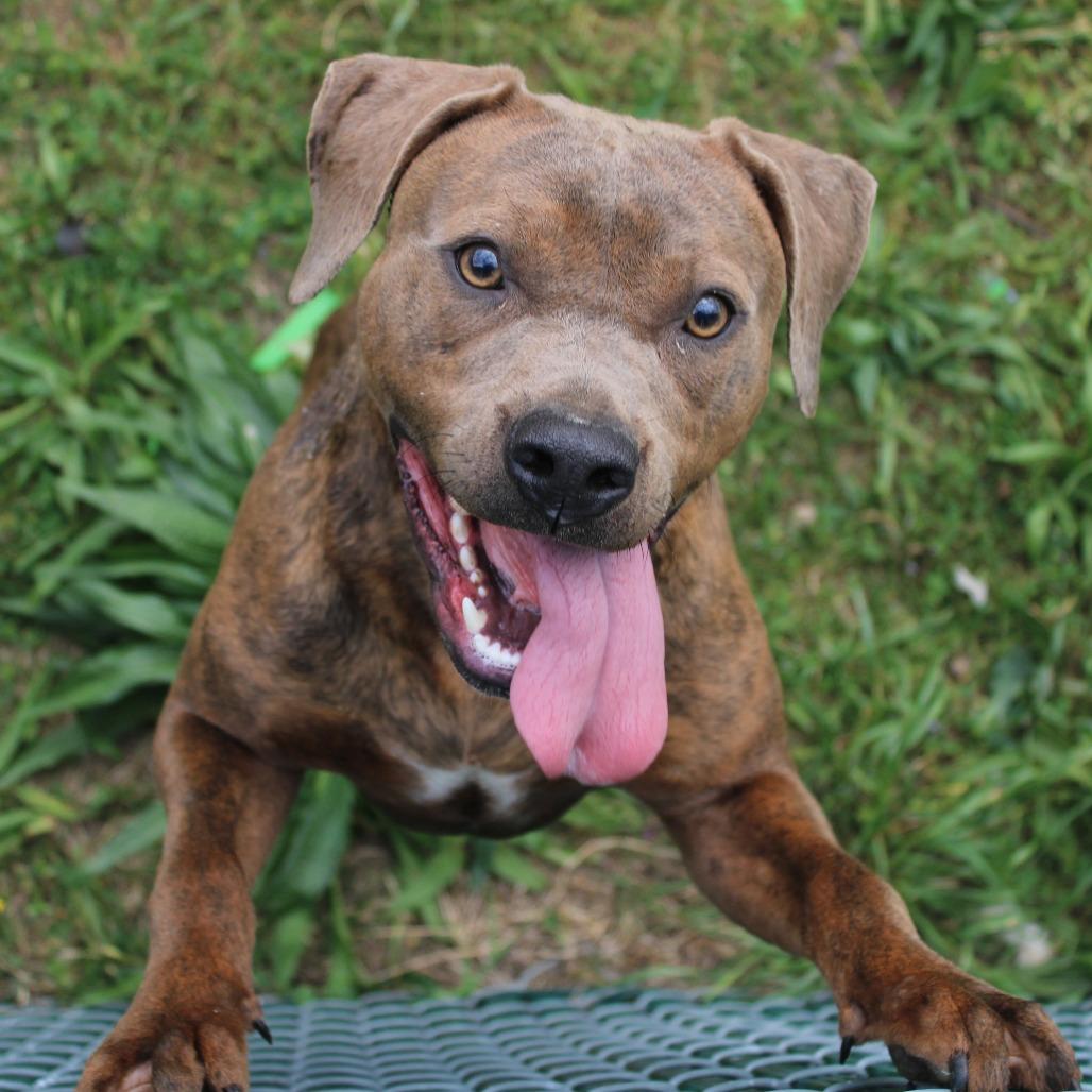 Enlarge Bubba Gump, a Adoptable Pit Bull Terrier in Cleveland, MS image 4/6