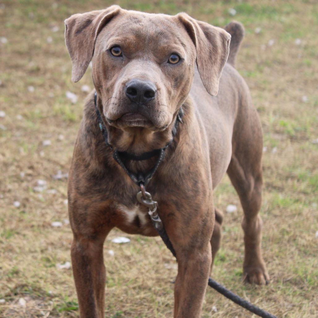 Enlarge Bubba Gump, a Adoptable Pit Bull Terrier in Cleveland, MS image 5/6