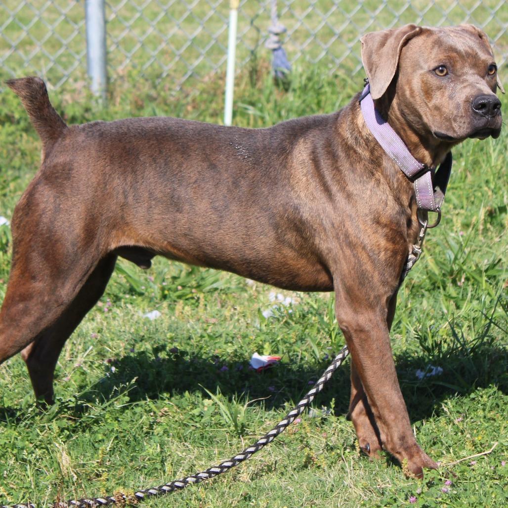 Enlarge Bubba Gump, a Adoptable Pit Bull Terrier in Cleveland, MS image 6/6
