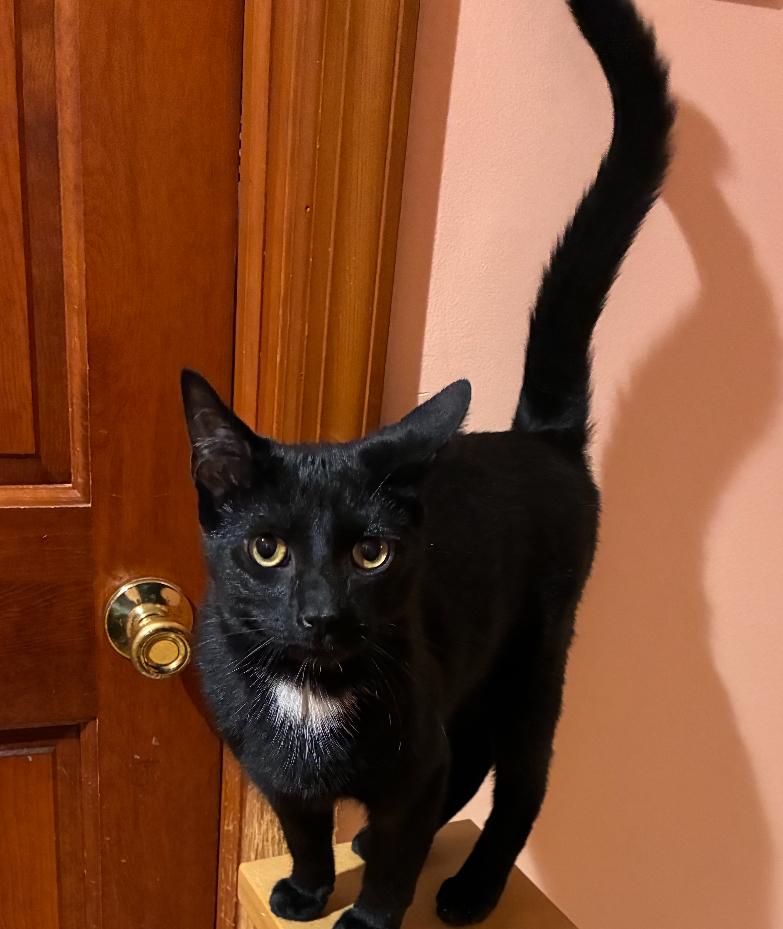 SPUNKY, a Adoptable Domestic Short Hair in Spotswood, NJ image 1/6