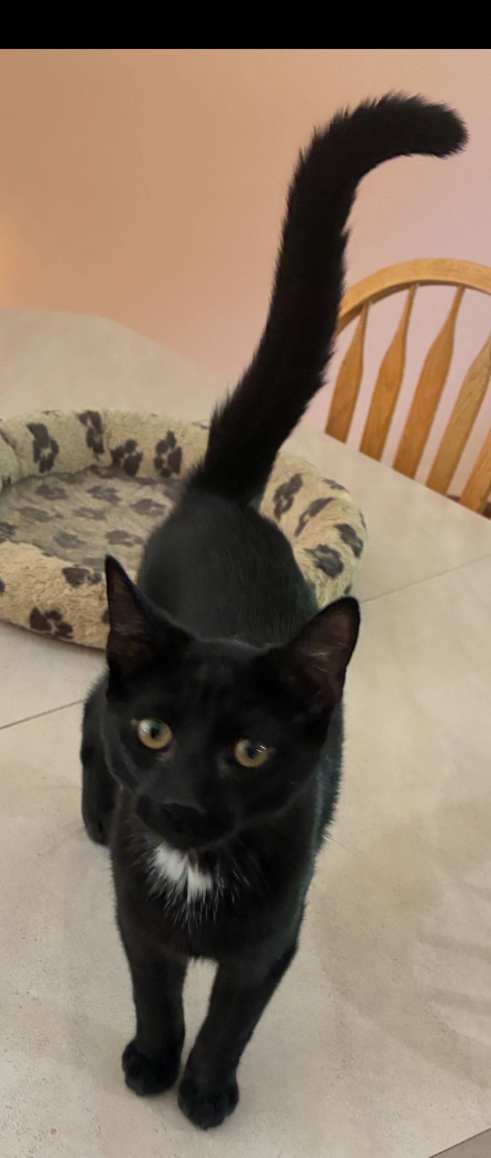 SPUNKY, a Adoptable Domestic Short Hair in Spotswood, NJ image 4/6