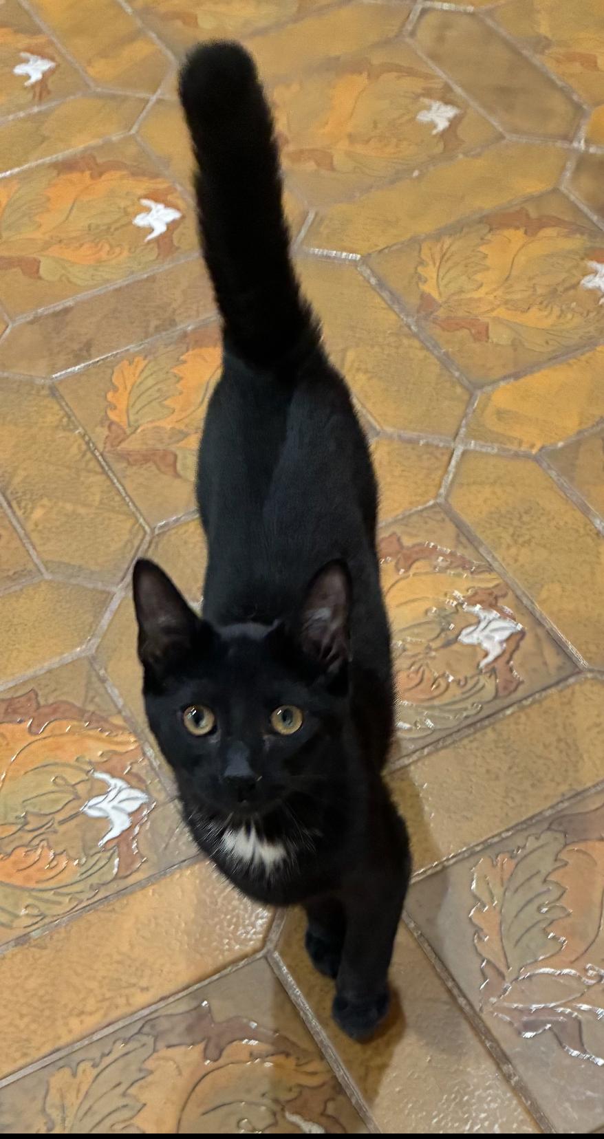 SPUNKY, a Adoptable Domestic Short Hair in Spotswood, NJ image 3/6