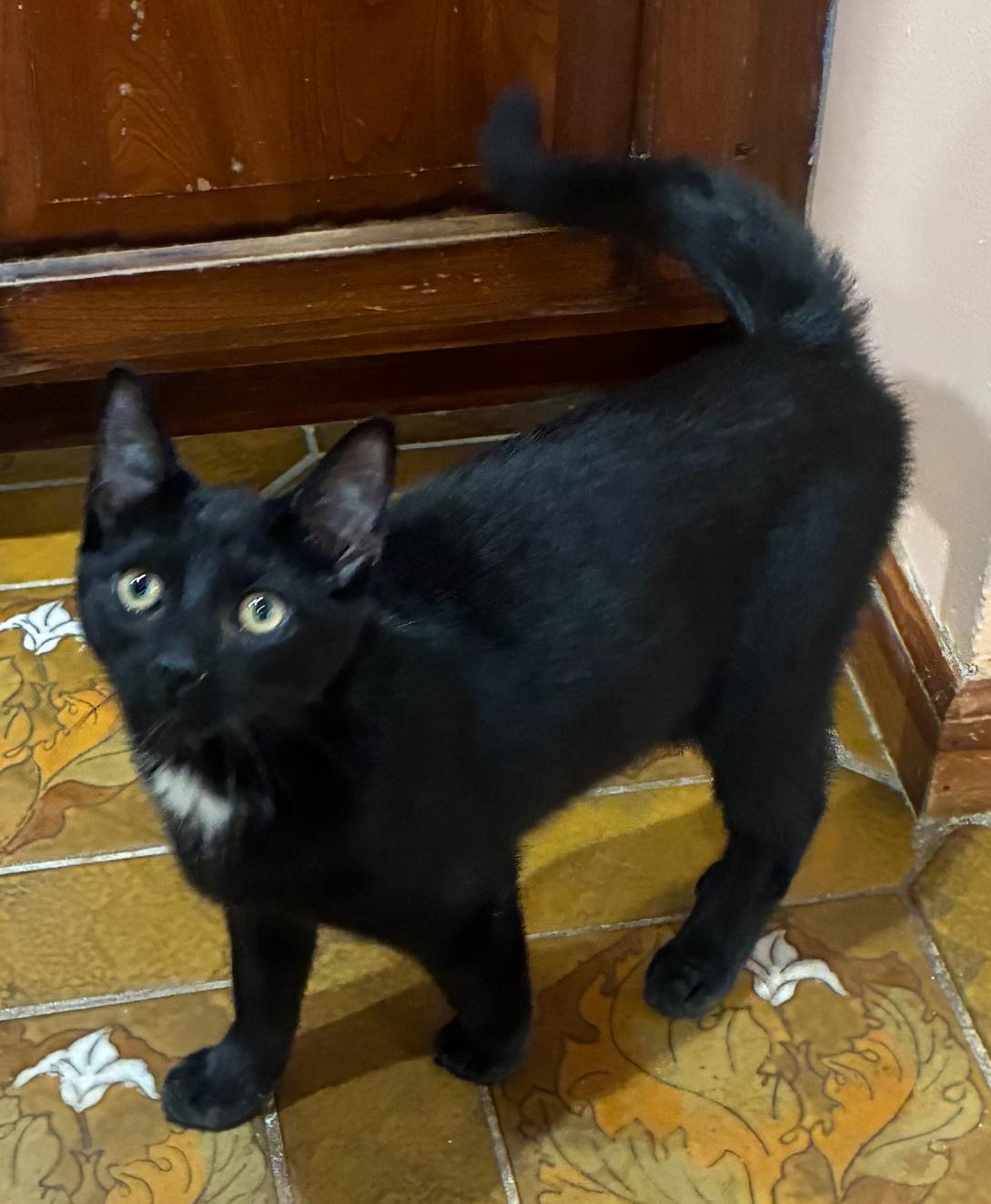 SPUNKY, Adoptable, Young Male Domestic Short Hair.