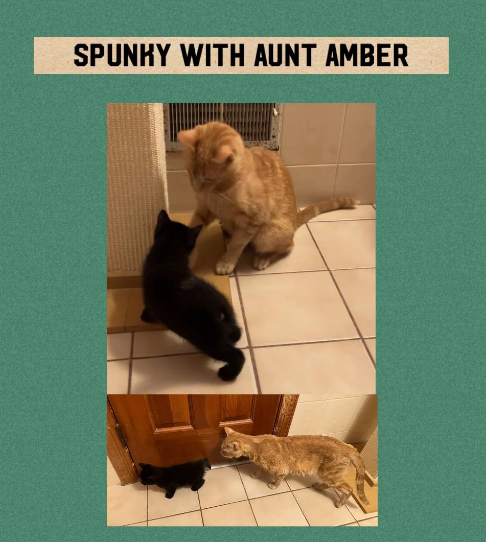 SPUNKY photo 3