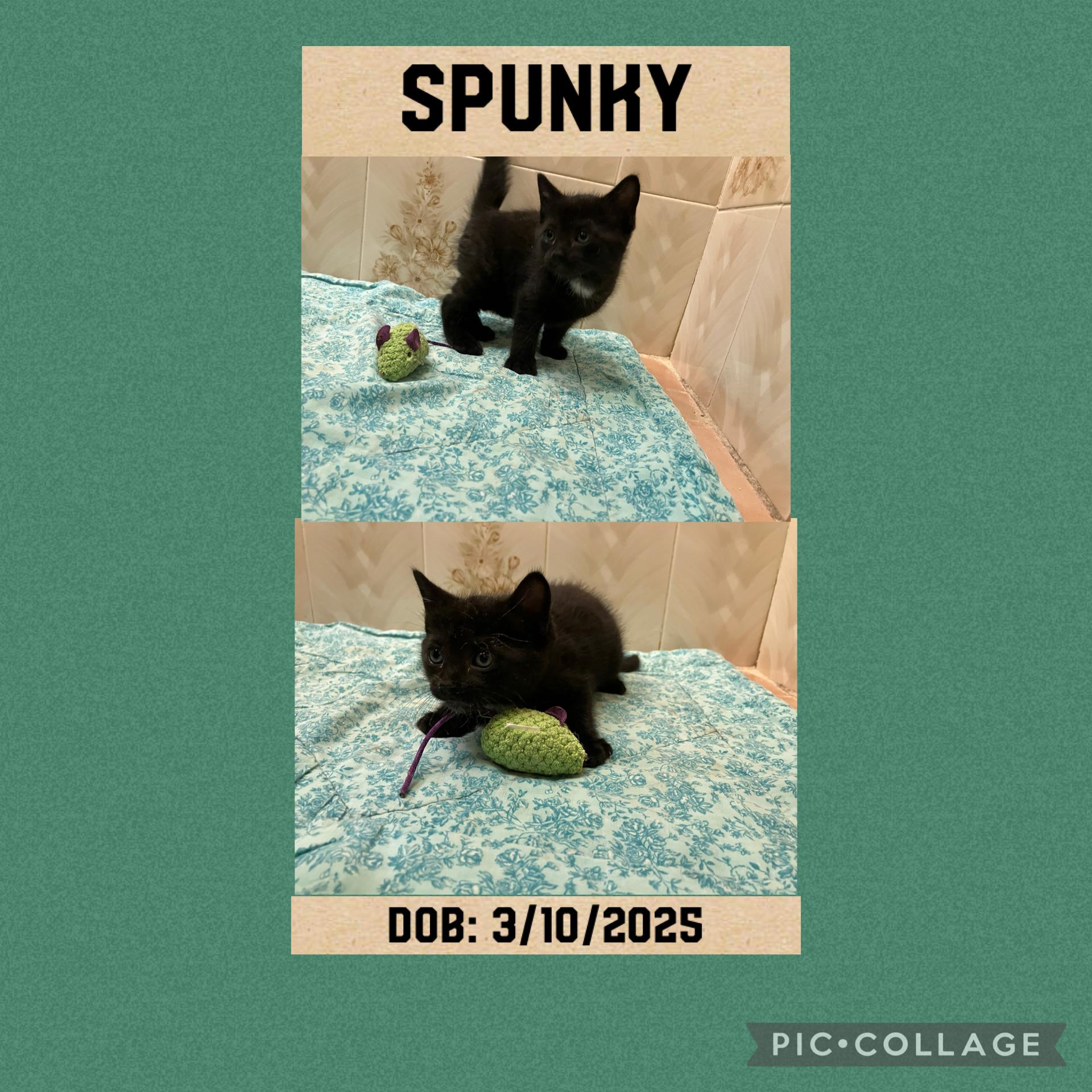 SPUNKY photo 4