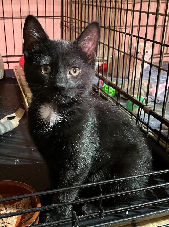 SPUNKY, Baby Male Domestic Short Hair