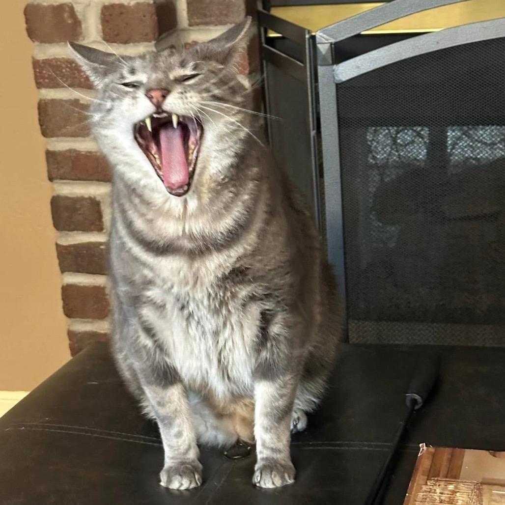 Enlarge Damien, a Adoptable Domestic Medium Hair in Spring Hill, KS image 2/6