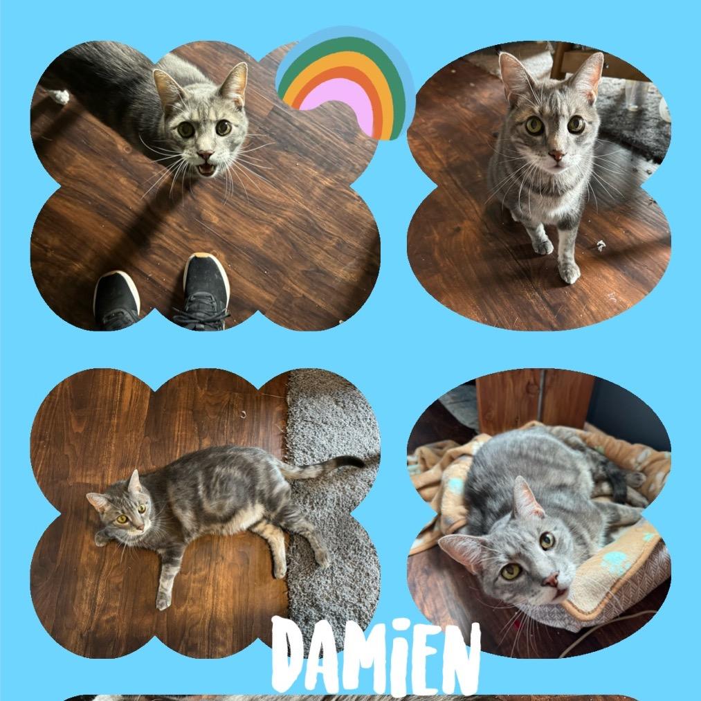 Damien — thumbnail 3