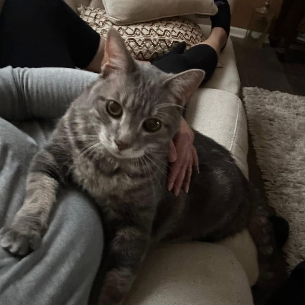 Enlarge Damien, a Adoptable Domestic Medium Hair in Spring Hill, KS image 4/6