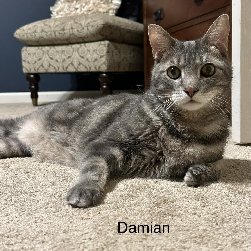 Enlarge Damien, a Adoptable Domestic Medium Hair in Spring Hill, KS image 5/6