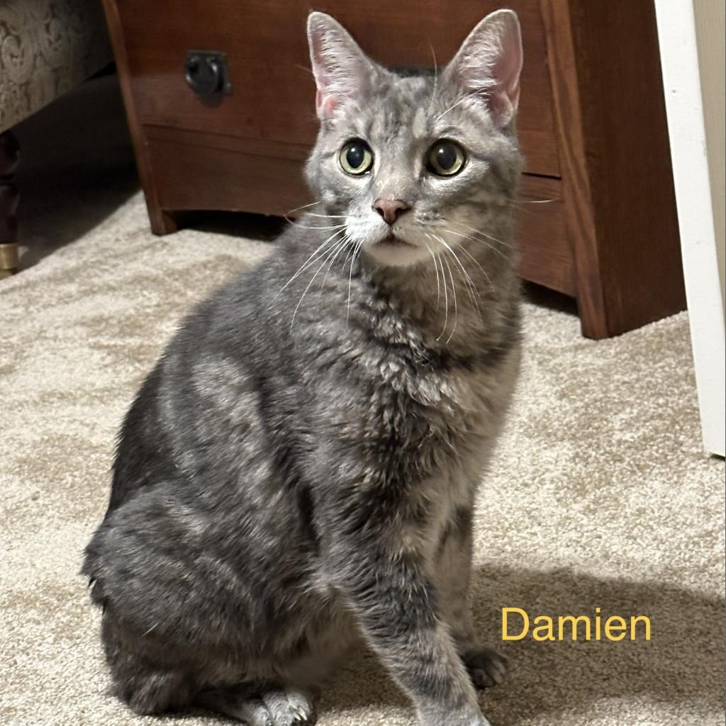 Enlarge Damien, a Adoptable Domestic Medium Hair in Spring Hill, KS image 6/6