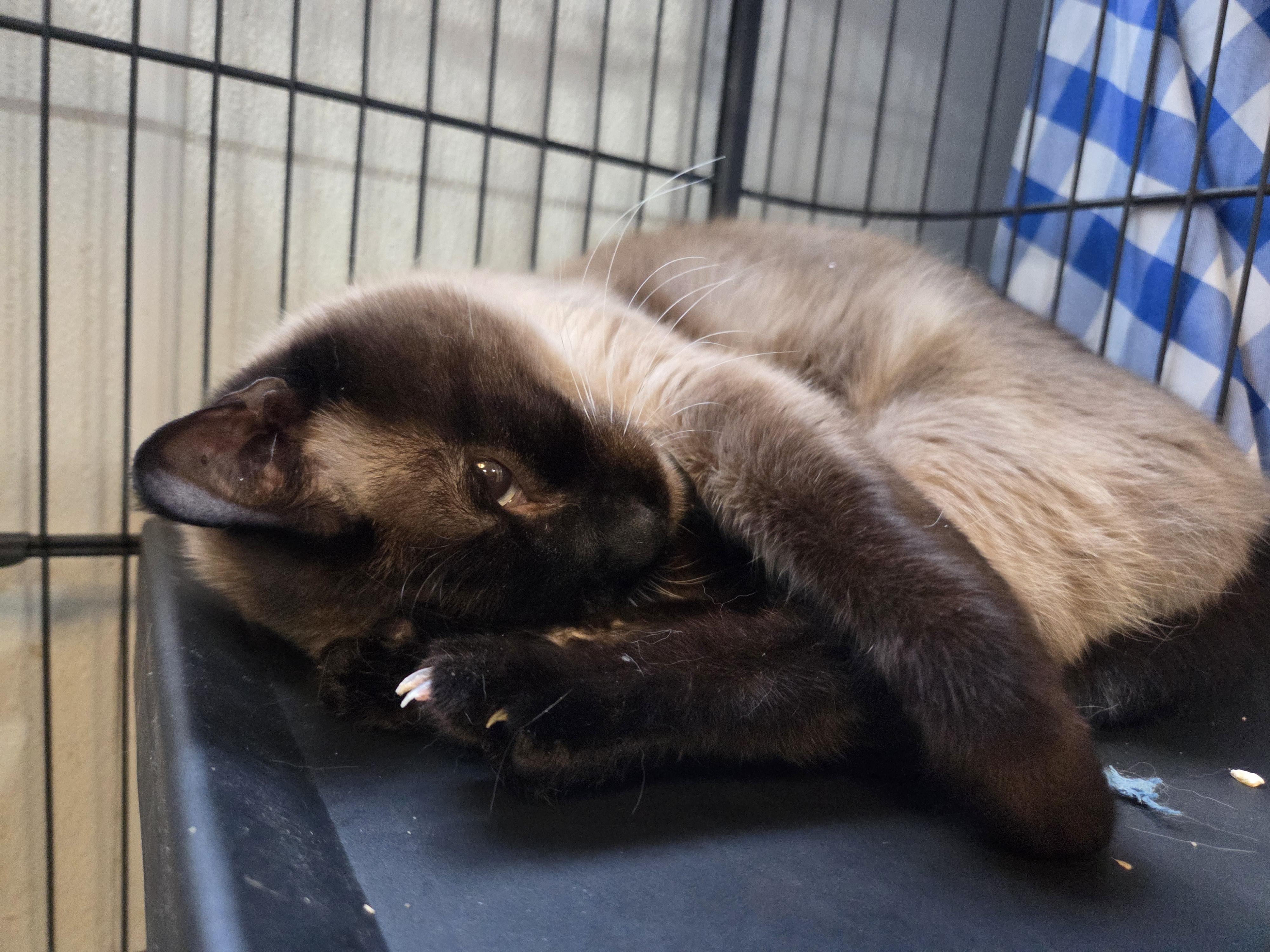 Benson, adopted, Adult Male Siamese.
