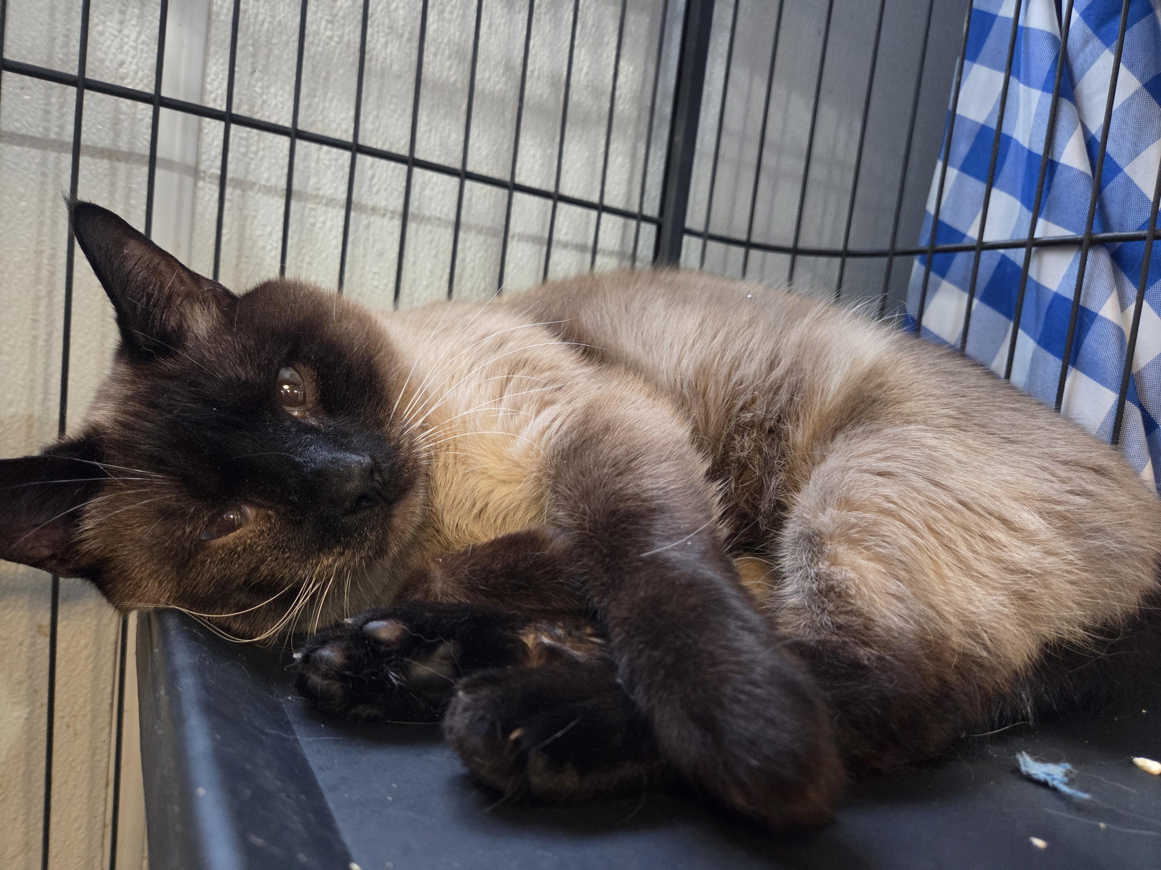 Enlarge Benson, an adopted Siamese in Columbia, MO image 4/4