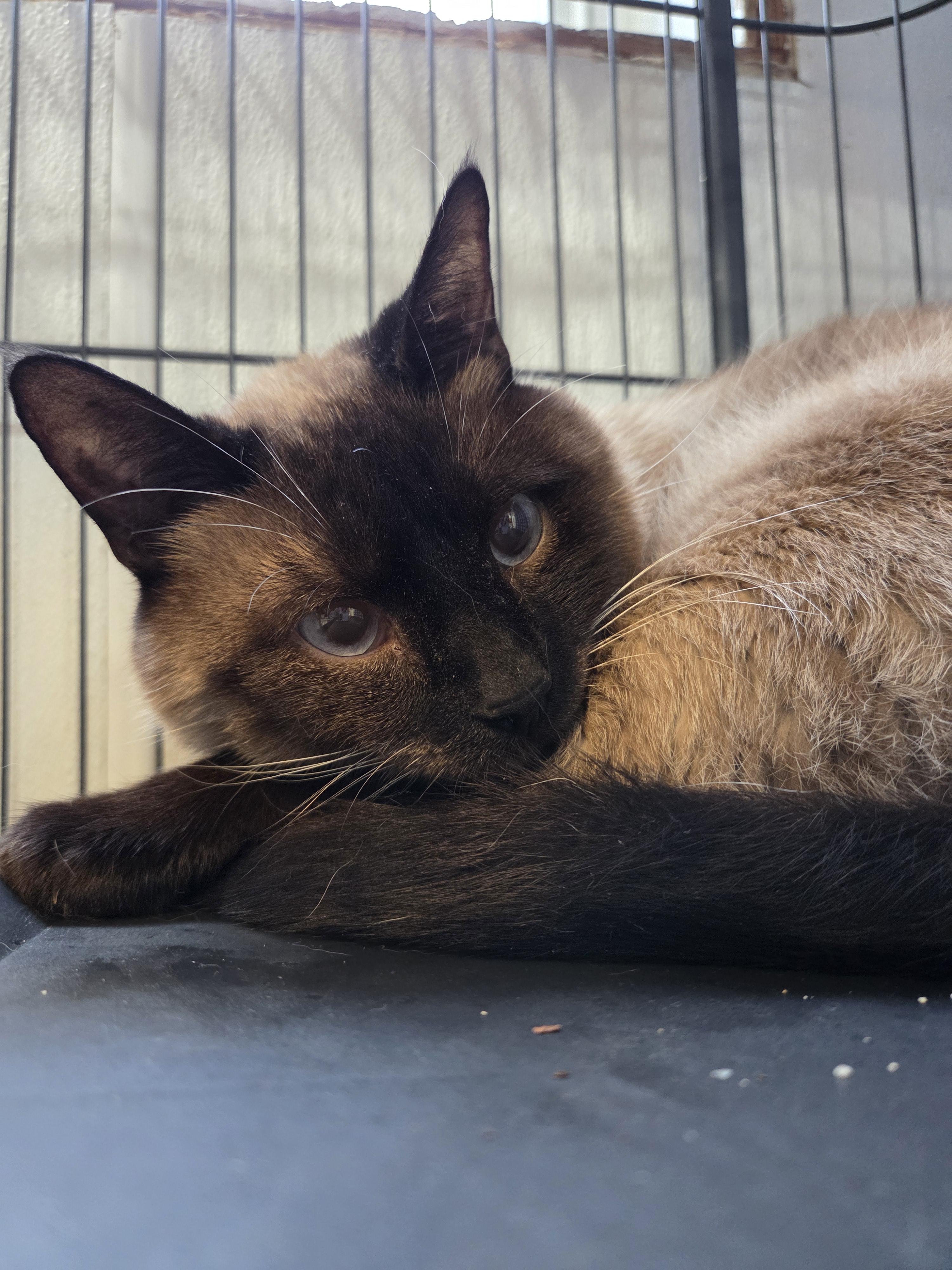 Enlarge Benson, an adopted Siamese in Columbia, MO image 2/4