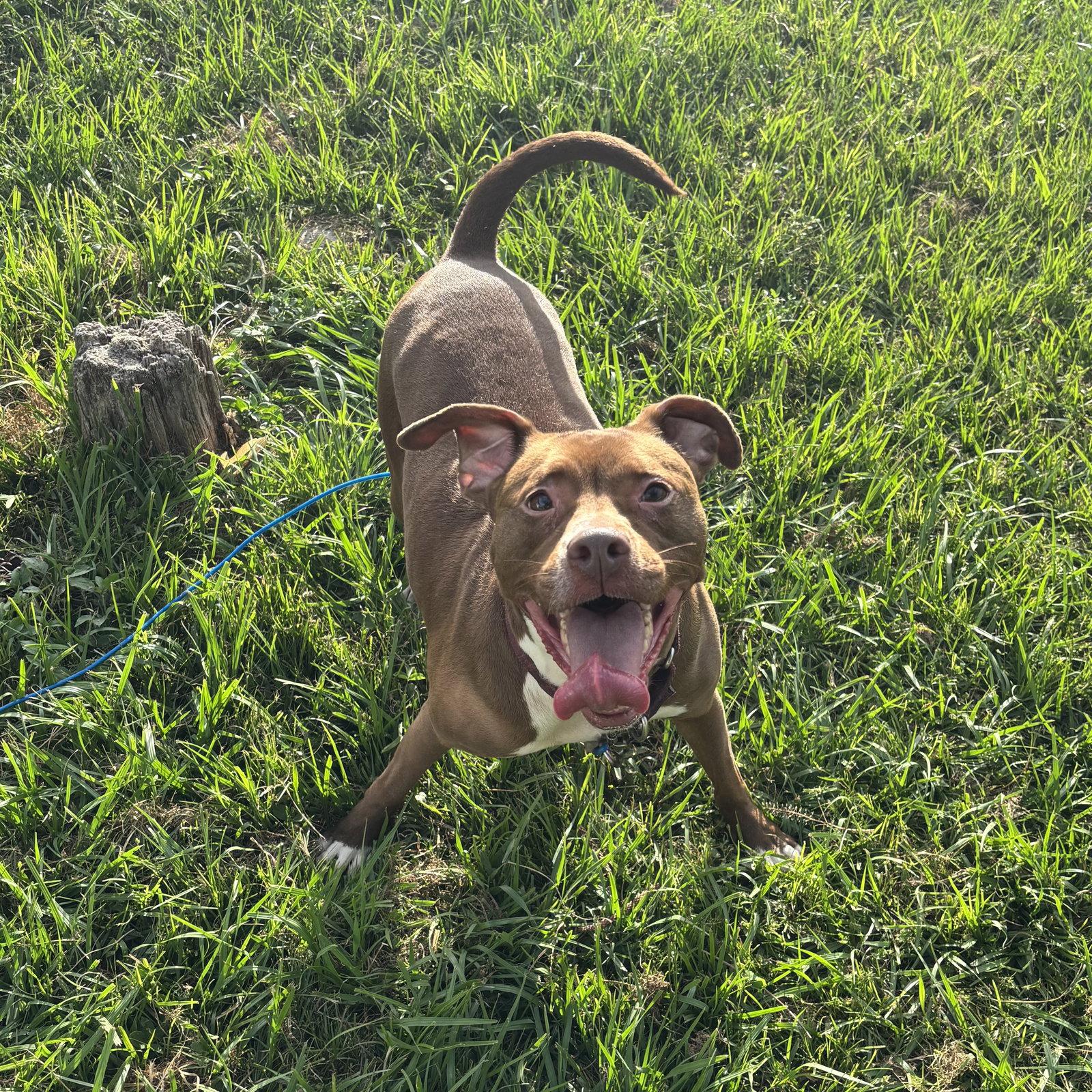 Sage, Adoptable, Young Female Pit Bull Terrier.