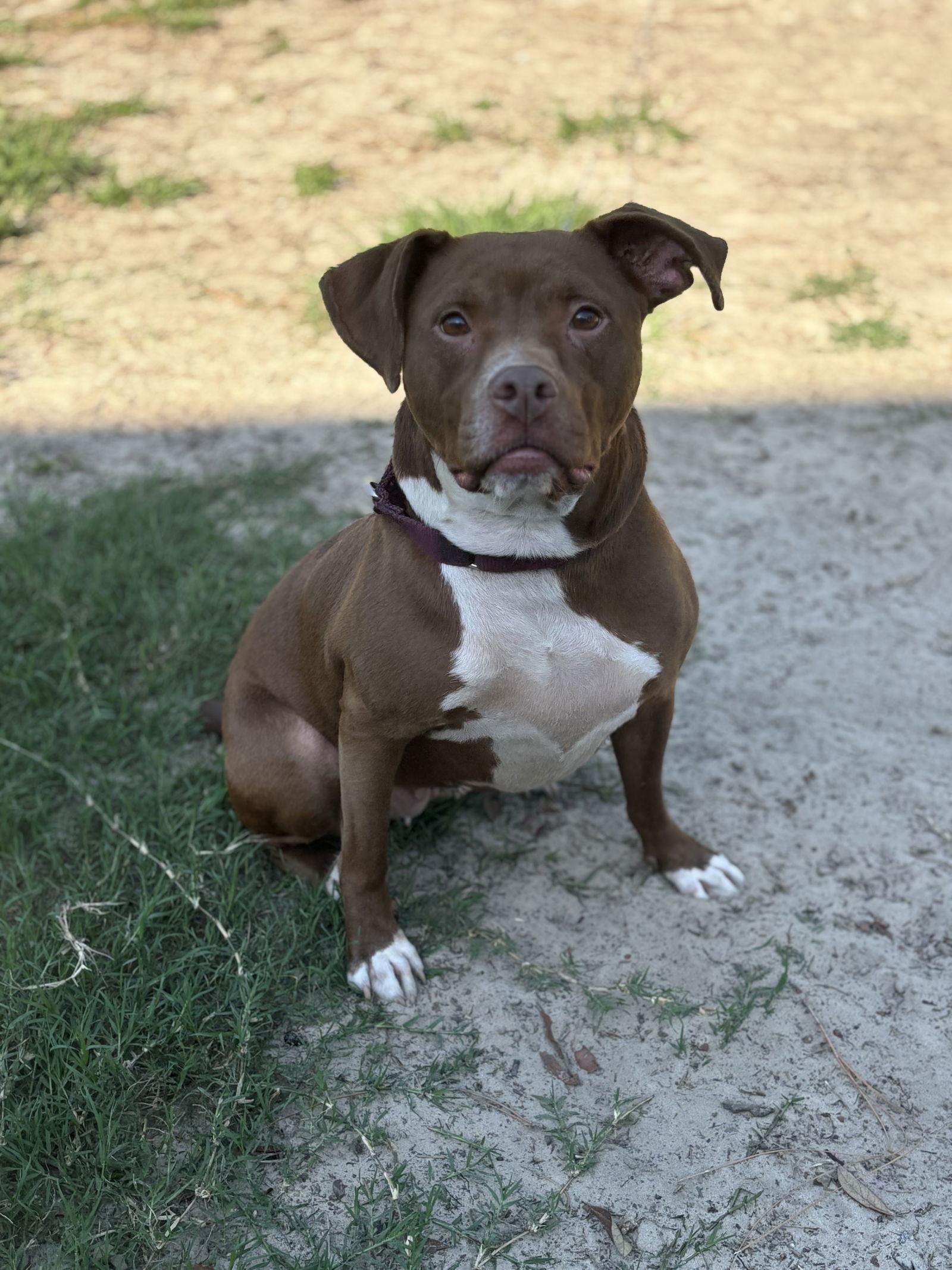 Sage, a Adoptable Pit Bull Terrier in Orlando, FL image 1/3