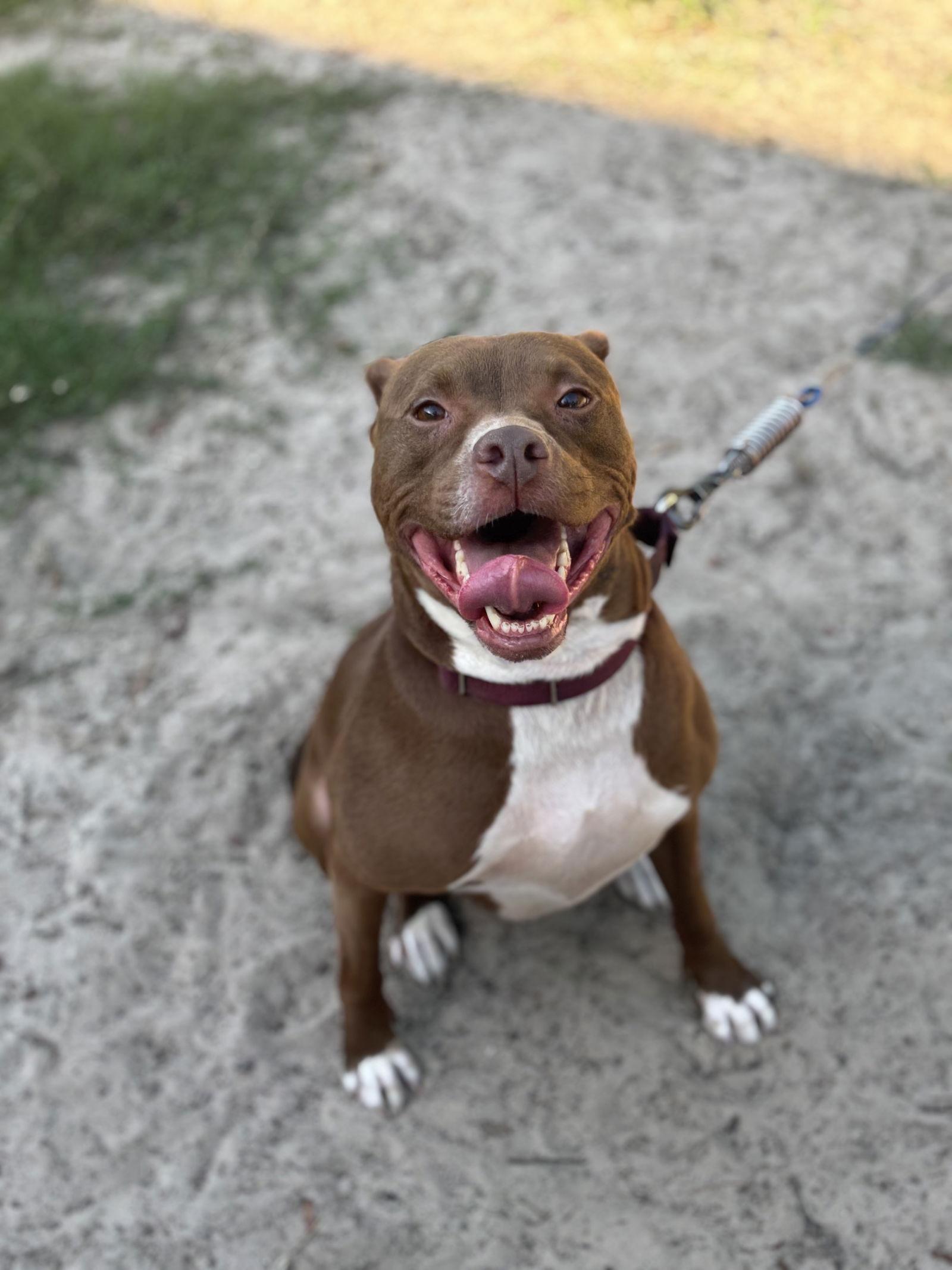Sage, a Adoptable Pit Bull Terrier in Orlando, FL image 2/3